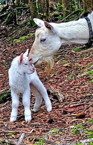 Photo of the Day: A mother's love